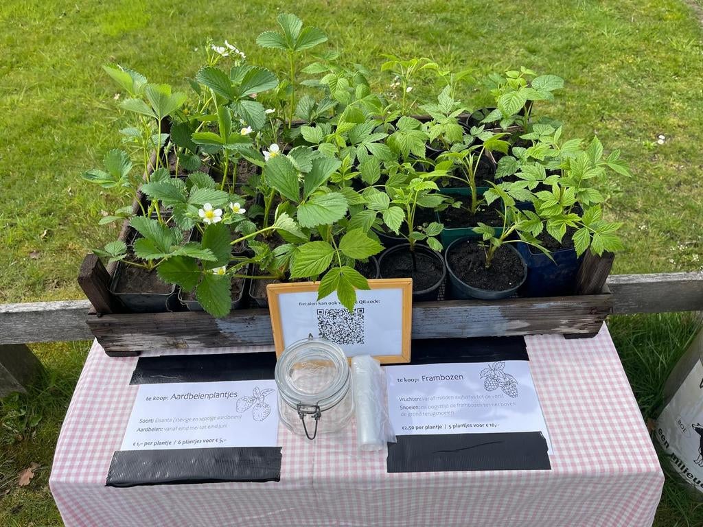 Aardbeien- en frambozenplanten te koop - ophalen in Denekamp, Ophalen, Fruitplanten, Volle zon