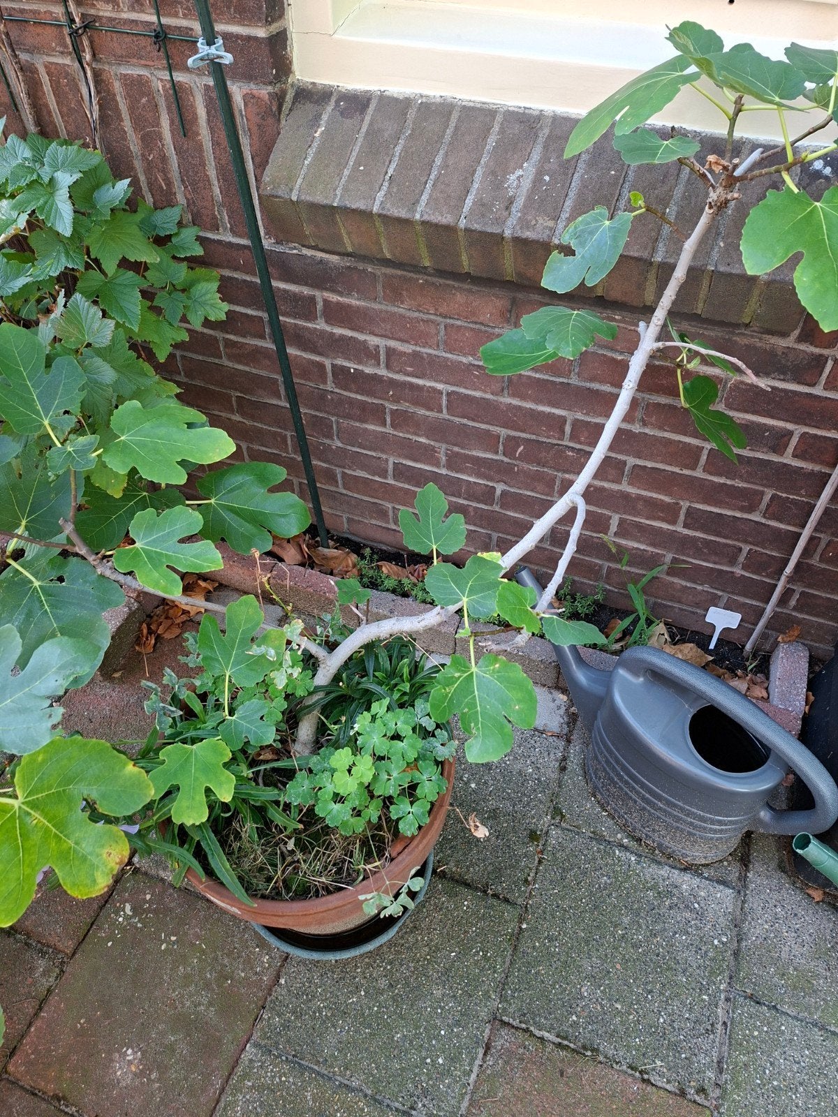 Vijgplant wintervast, Ophalen, Minder dan 100 cm, Overige soorten, Zomer