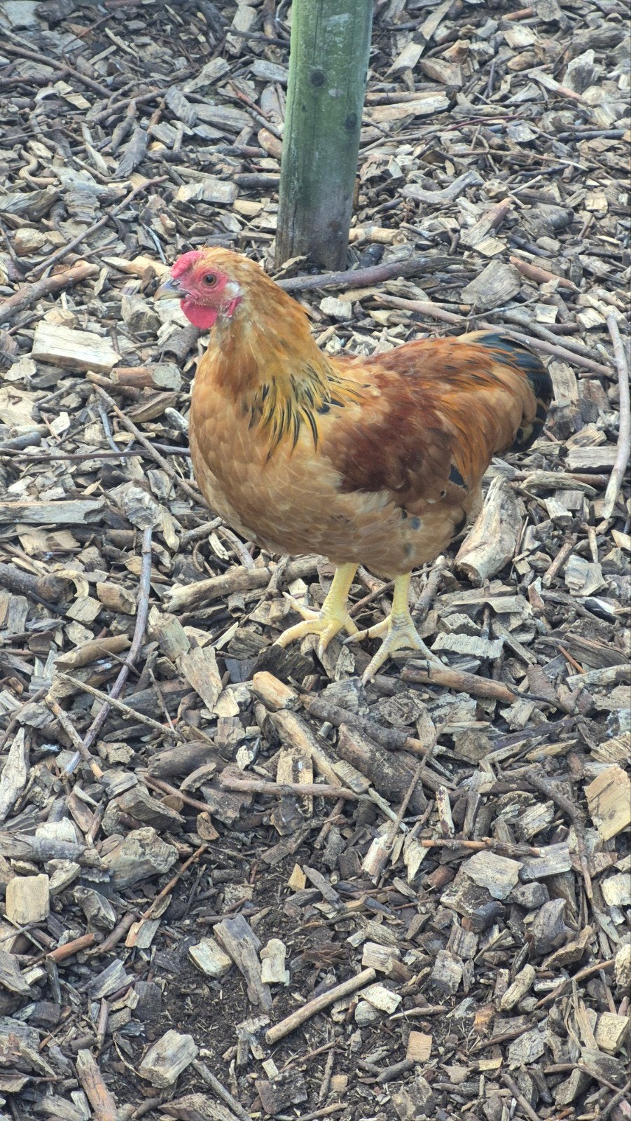 Wyandotte kippen, hen + haan., Dieren en Toebehoren, Pluimvee, Meerdere dieren, Kip