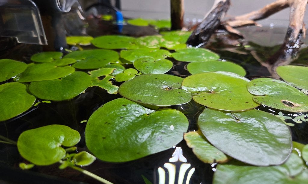 Limnobium Laevigatium, Ophalen, Nieuw, Plant(en), Steen of Hout, Overige merken
