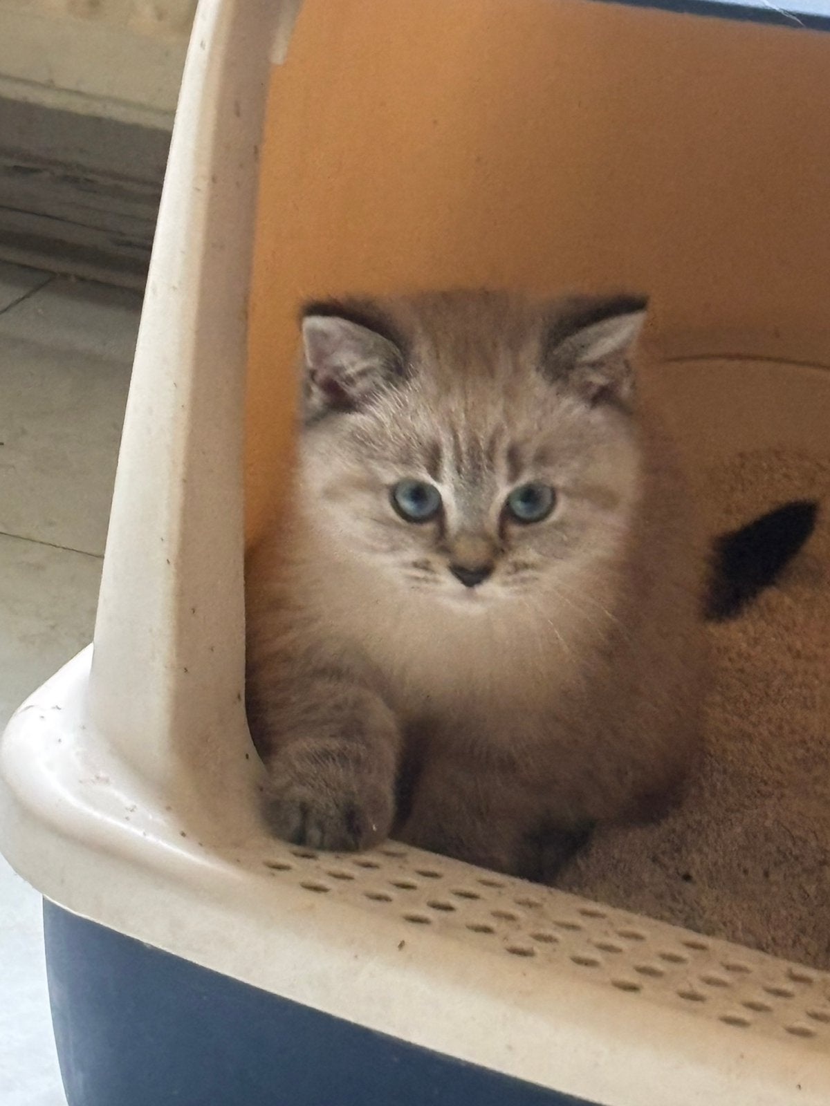 Kittens te koop, Dieren en Toebehoren