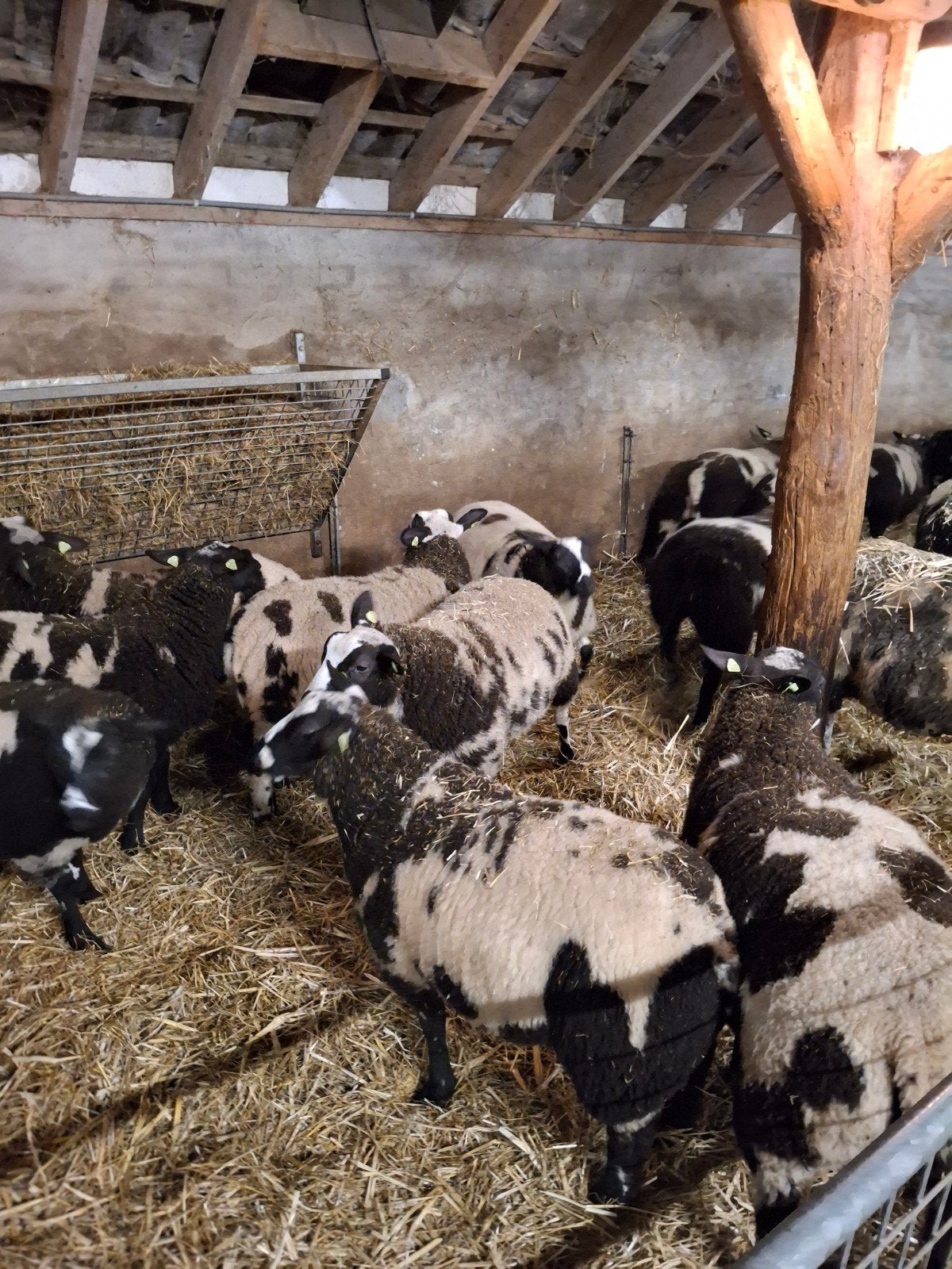 Bonte rammen van feb., Dieren en Toebehoren, Schapen, Geiten en Varkens, Mannelijk, Schaap