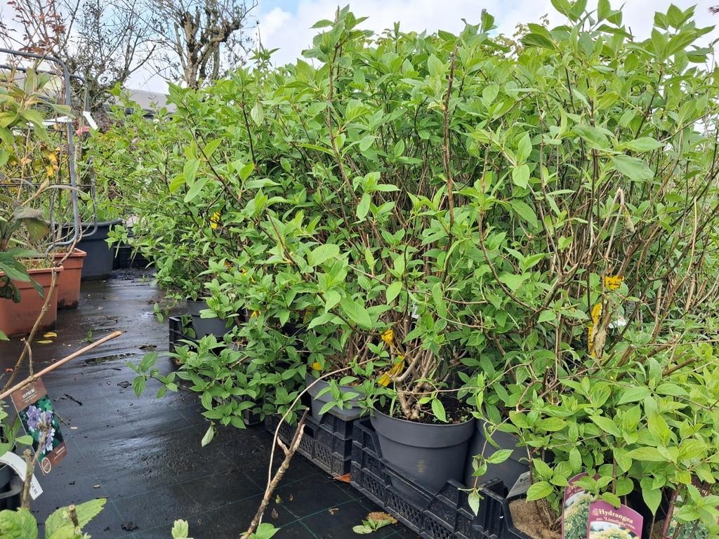 Hortensia Paniculata 'Limelight' - Grote bloeiende struik, Tuin en Terras, Planten | Tuinplanten, Ophalen of Verzenden, Overige soorten