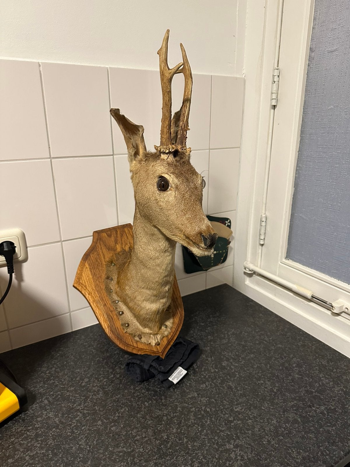 Opgezette ree op schild taxidermie, Ophalen of Verzenden, Opgezet dier