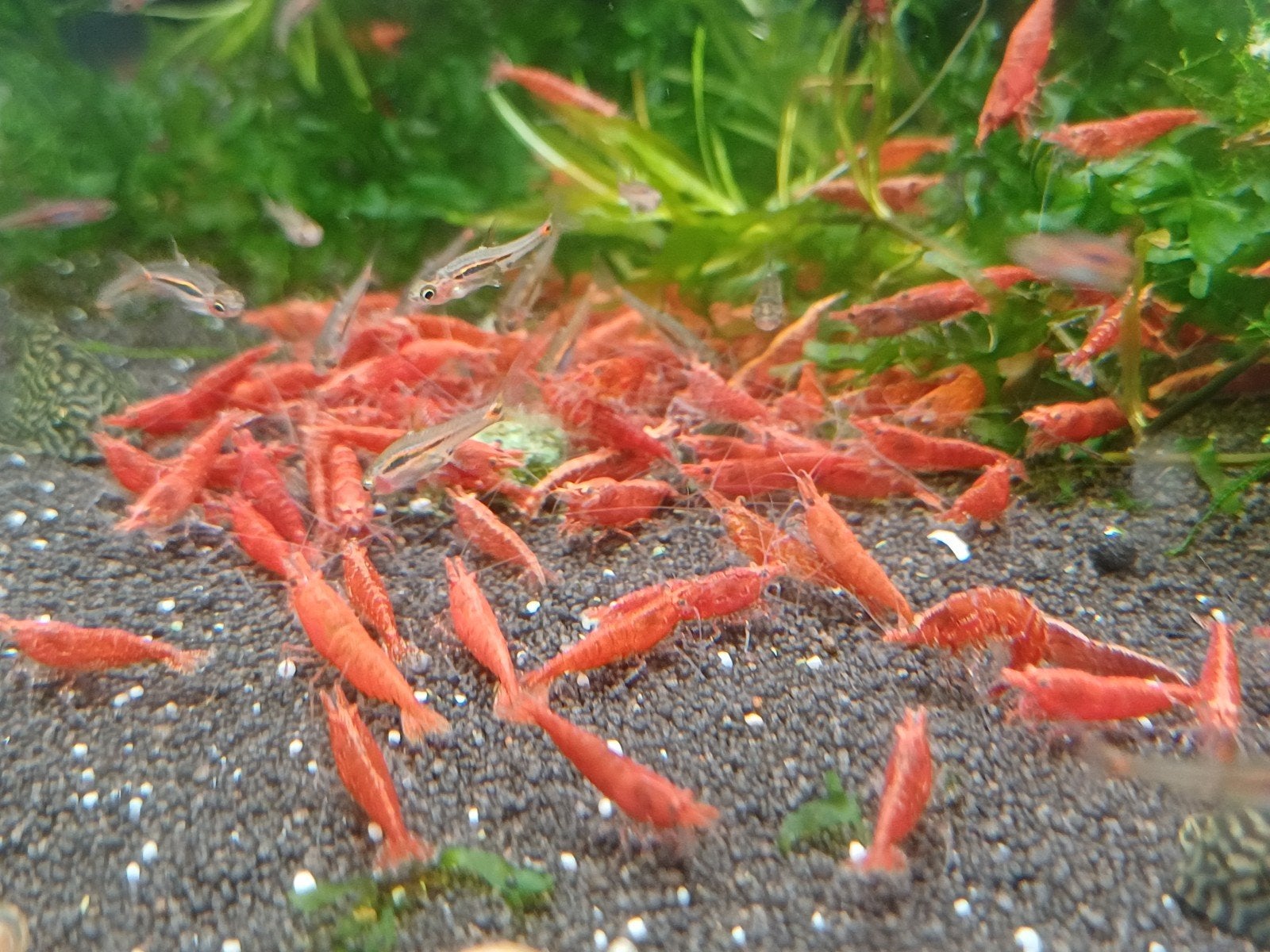 Hobbyaquarium red fire garnalen 15/16 aug aktie, Dieren en Toebehoren, Vissen | Aquariumvissen, Kreeft, Krab of Garnaal, Zoetwatervis