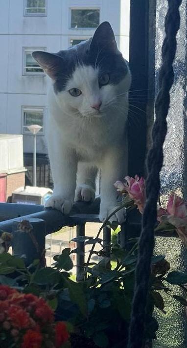 Jonger speelse kater, Kater, Langharig, 0 tot 2 jaar