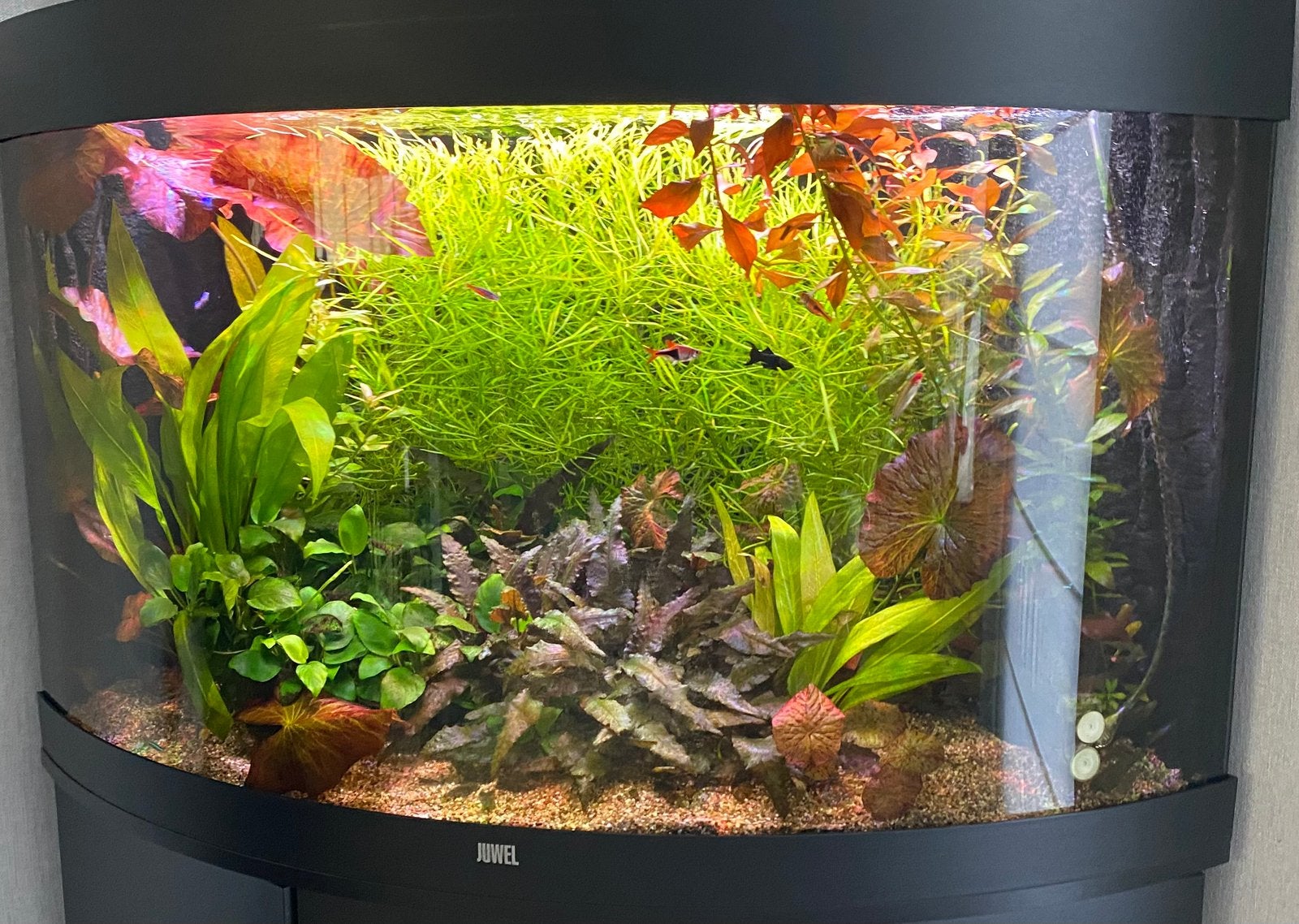 Juwel Trigon 190, Ophalen, Inclusief vissen, Juwel, Gevuld zoetwateraquarium