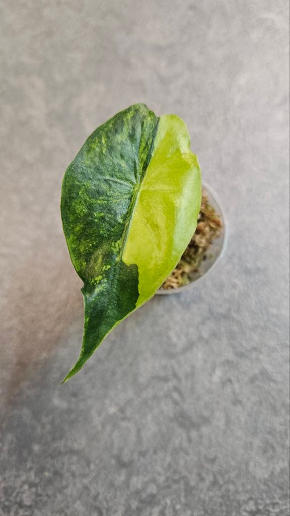 Alocasia Nairobi Nights Variegata, Ophalen of Verzenden, Overige soorten, Volle zon