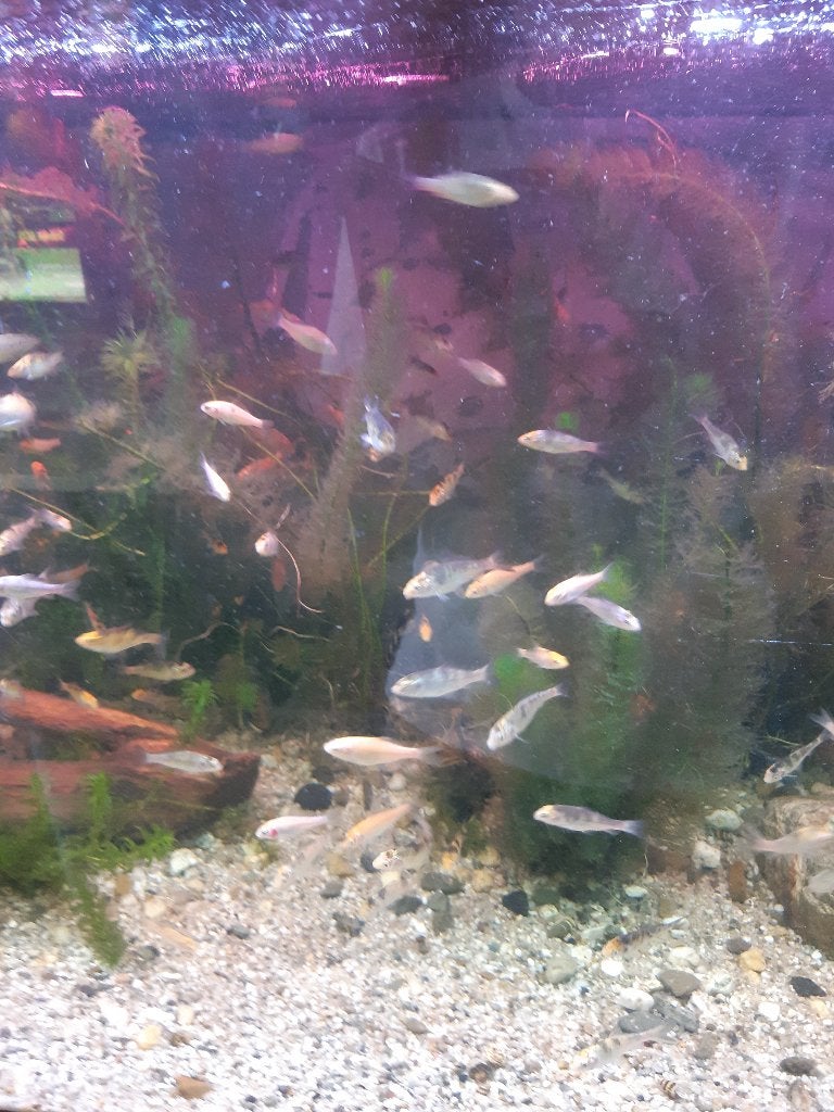 jonge koikarpers, Karper of Koi
