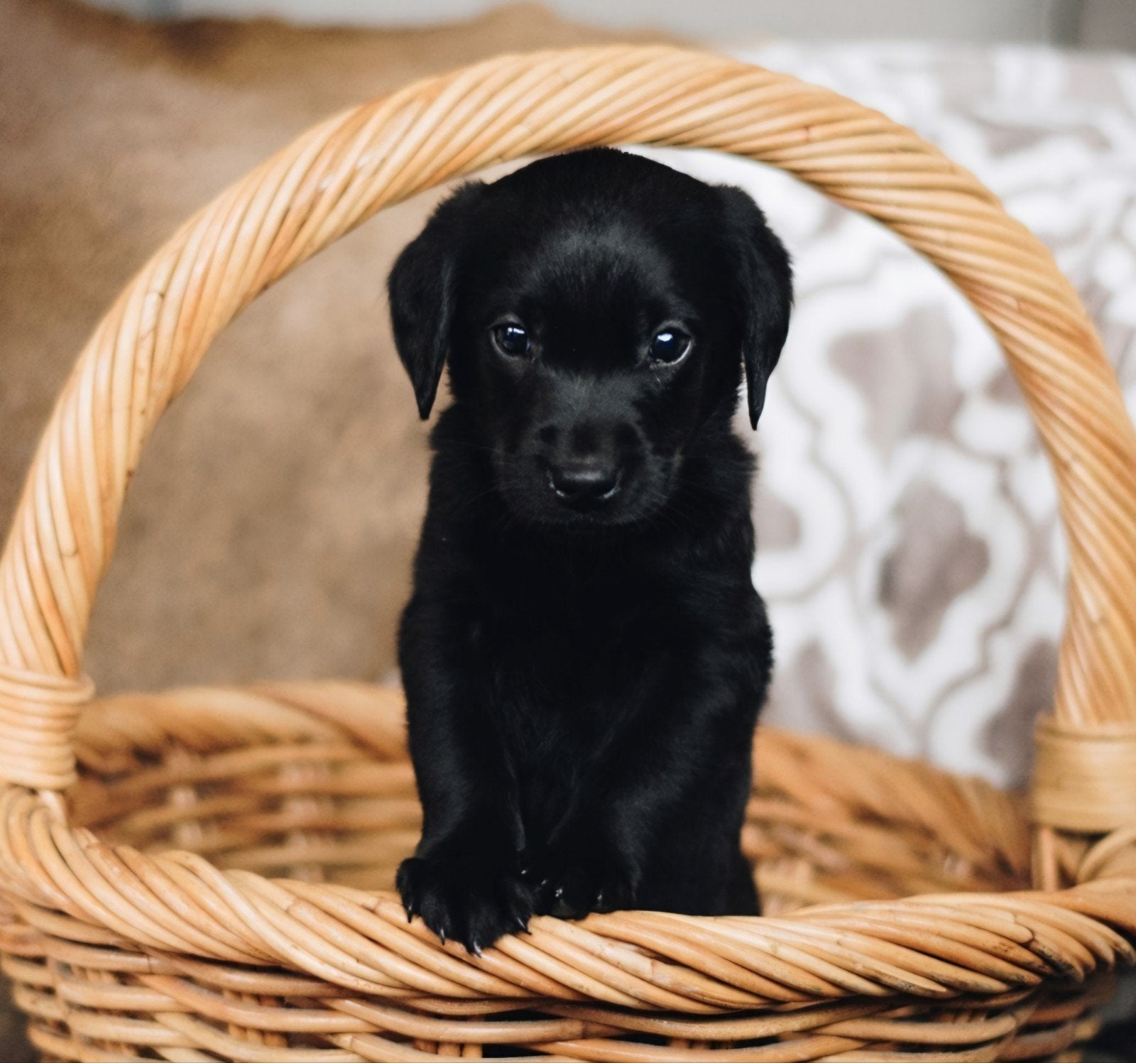 Onze lieve Labrador pups zijn op zoek naar een warm, blijven, Meerdere dieren