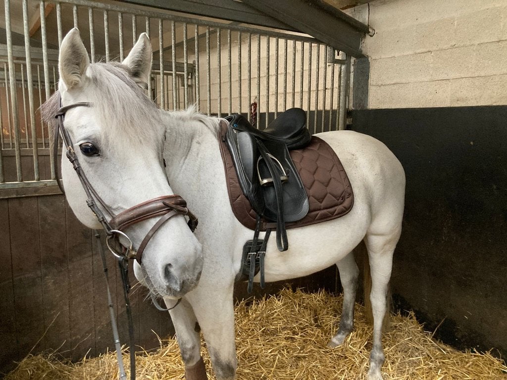 Gentle: Super lieve, dressuur/allround merrie, Dieren en Toebehoren, Dressuurpaard, L, 160 tot 165 cm, 11 jaar of ouder