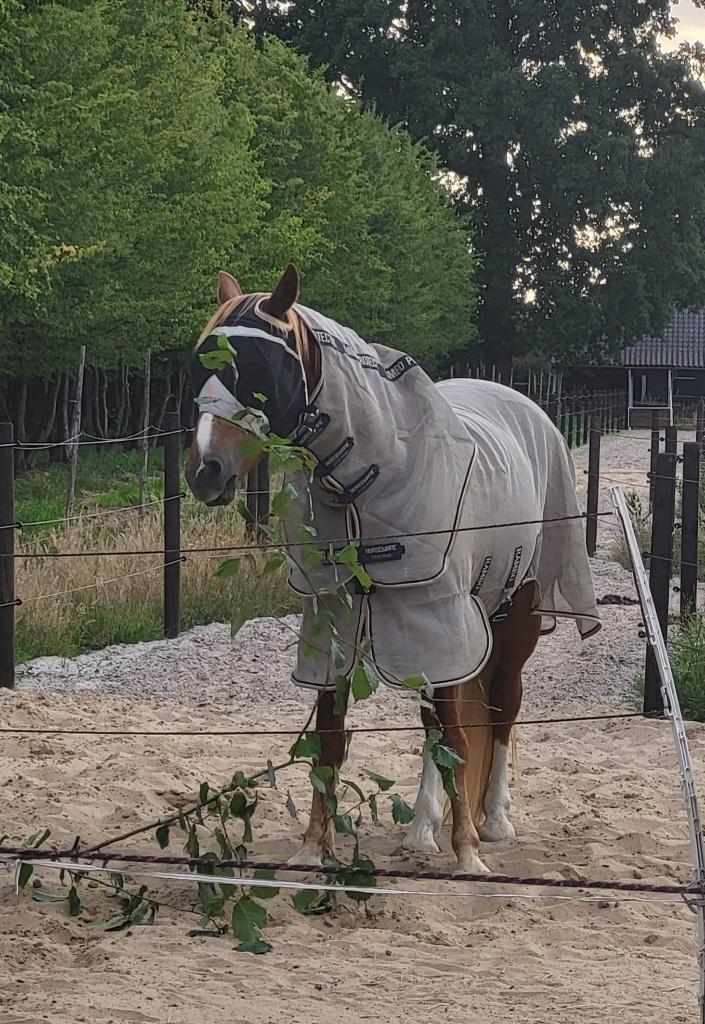 Rambo protector plus maat 145/198, Dieren en Toebehoren, Full (L), Afneembare hals, Ophalen of Verzenden, Zo goed als nieuw