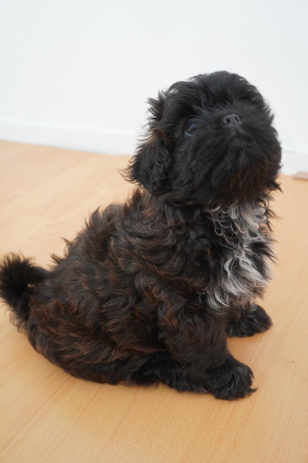 Shih Tzu x Shih Poo Puppy Teefje Heidi, Parvo, Overige rassen, 8 tot 15 weken, Teef