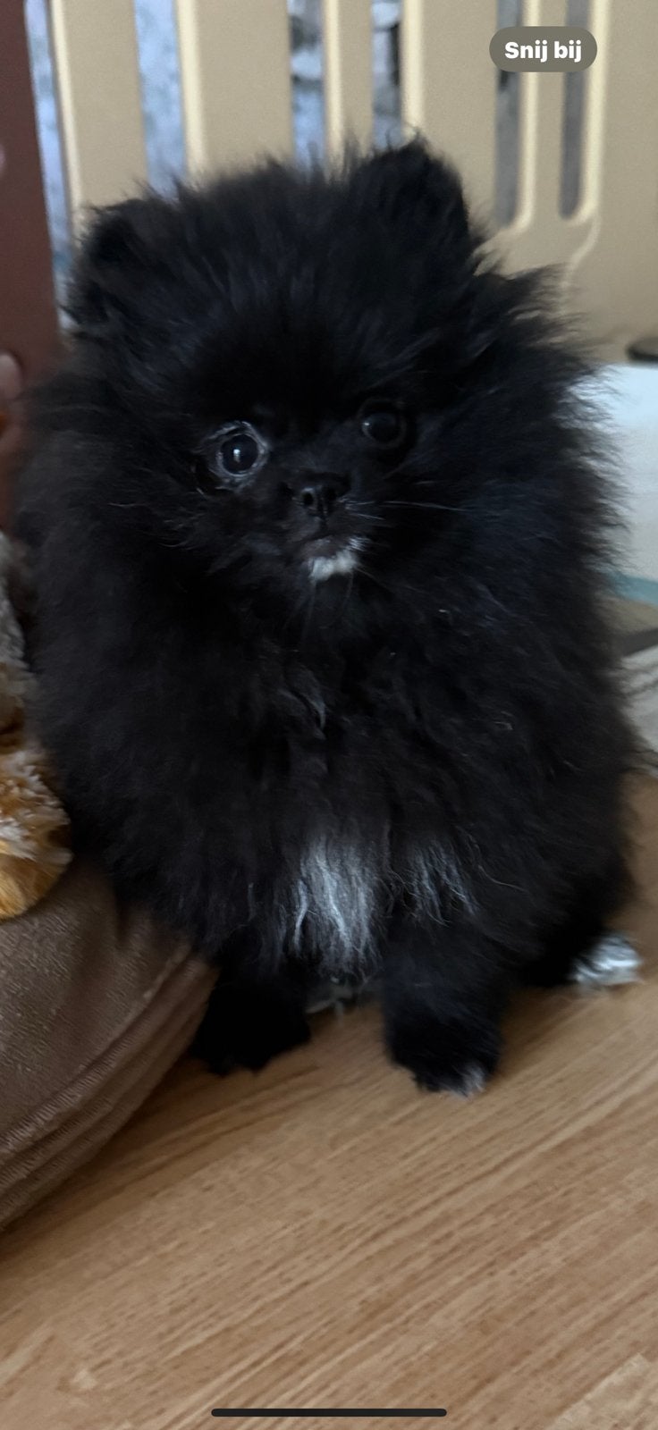 Pomeriaan / Pomerianen tea cup Bearface nog 1 teefje te koop, Dieren en Toebehoren, Honden | Poolhonden, Keeshonden en Oertypen