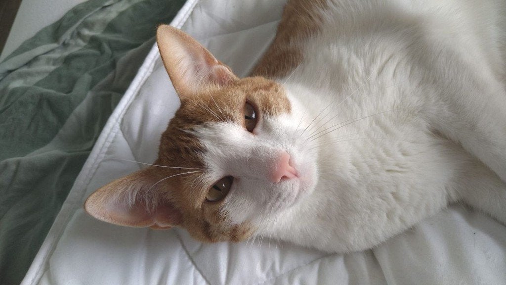 Liefdevol thuis voor Jerry, Dieren en Toebehoren, Katten en Kittens | Overige Katten, Kater, Kortharig, 0 tot 2 jaar