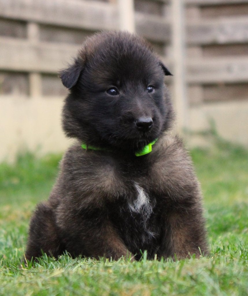 Groenendaeler & Tervuurse herder pups, België, Fokker | Hobbymatig, 8 tot 15 weken, Parvo