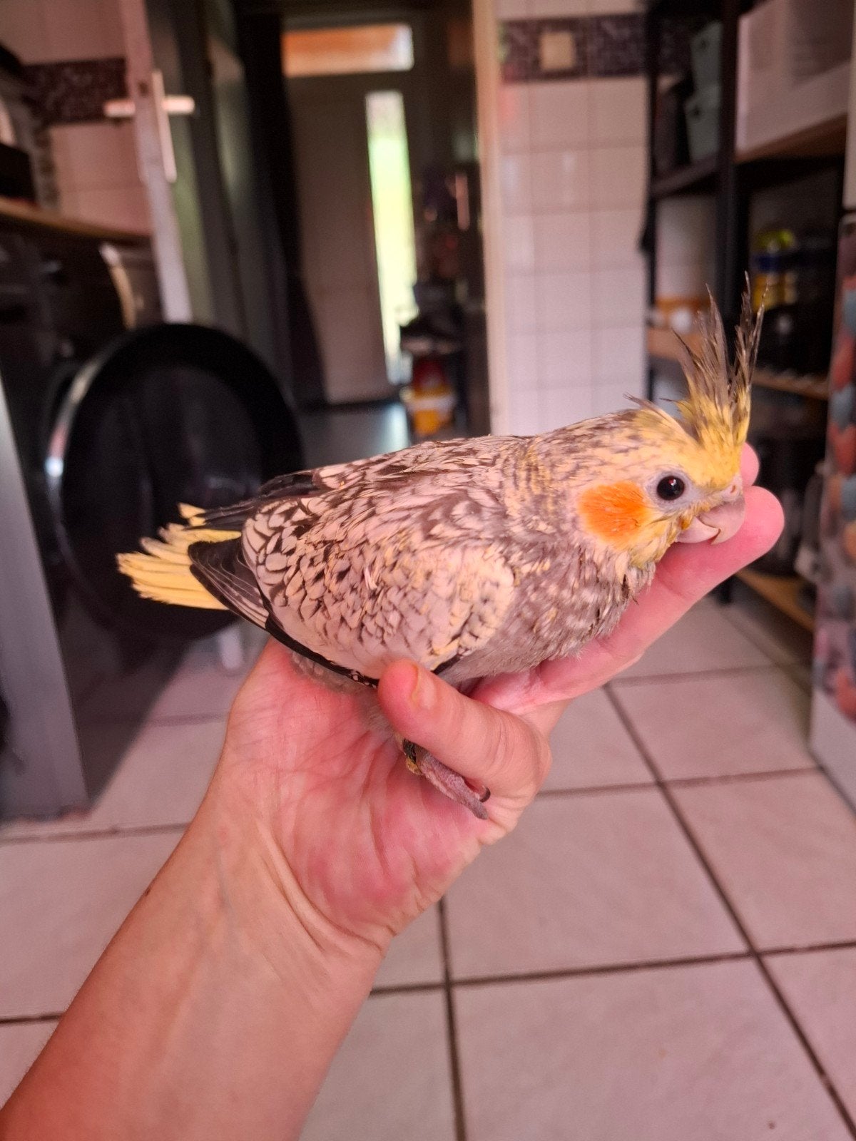 Baby valkparkieten popjes tam, Dieren en Toebehoren, Vogels | Parkieten en Papegaaien, Vrouwelijk, Parkiet, Tam
