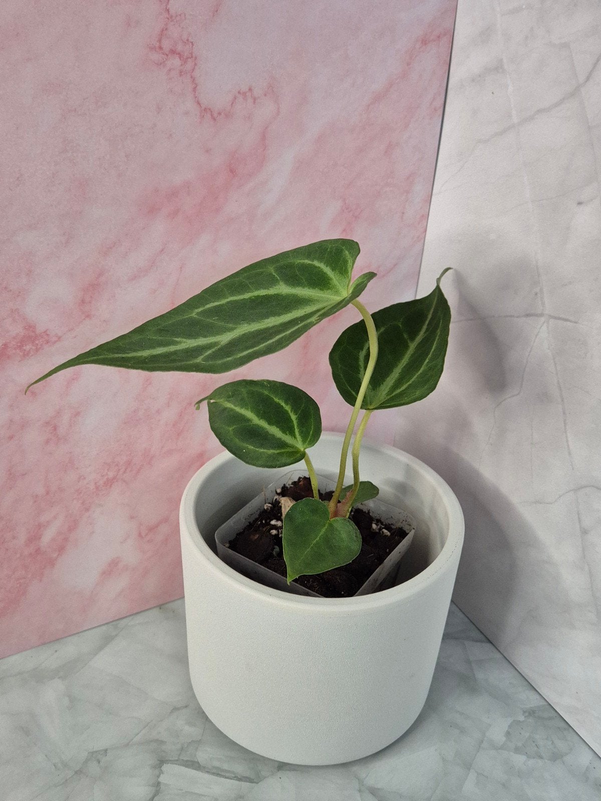 Anthurium Magnificum #5, Verzenden, Halfschaduw, Minder dan 100 cm