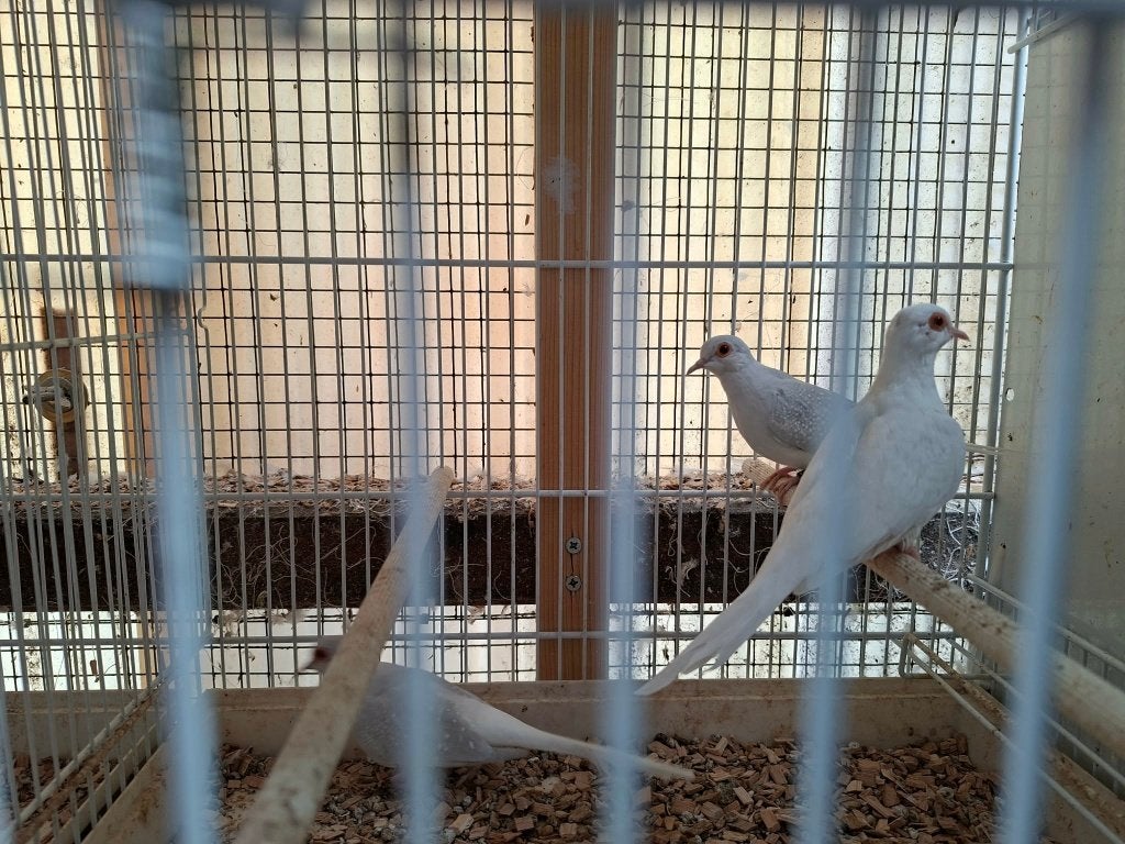 5 diamantduifjes, Dieren en Toebehoren, Meerdere dieren, Overige soorten
