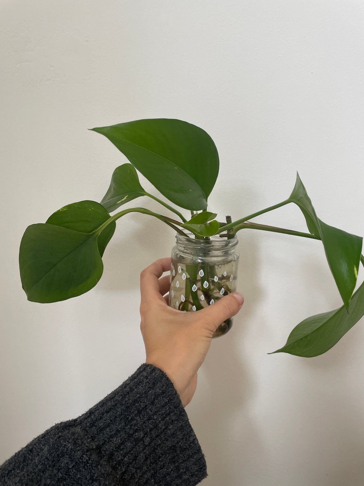Stekjes van een Pothos plant, Overige soorten, Minder dan 100 cm, Groene kamerplant, Halfschaduw