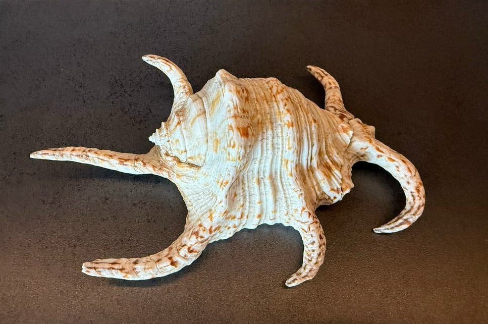 Grote decoratieve Spider Conch schelp Spinnekopschelp 22 cm, Ophalen of Verzenden, Zo goed als nieuw