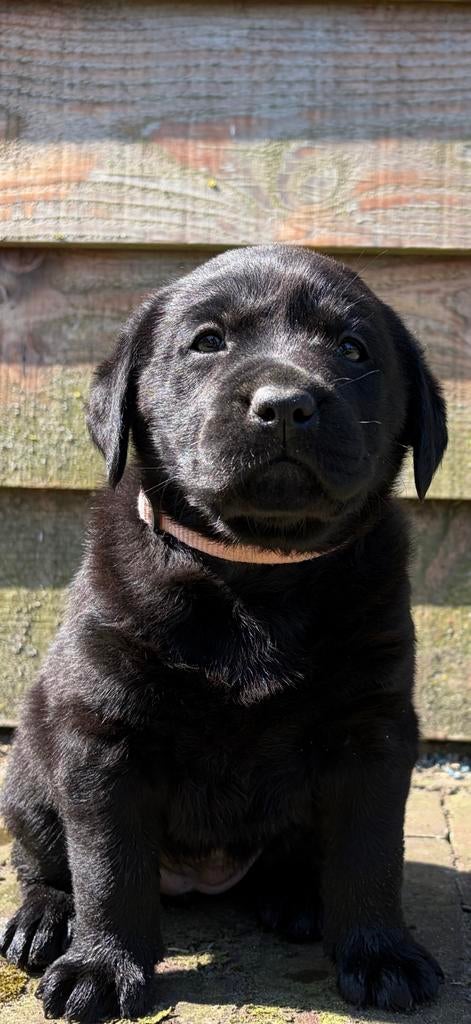Labrador pups, 8 tot 15 weken, Labrador retriever, Parvo, Meerdere