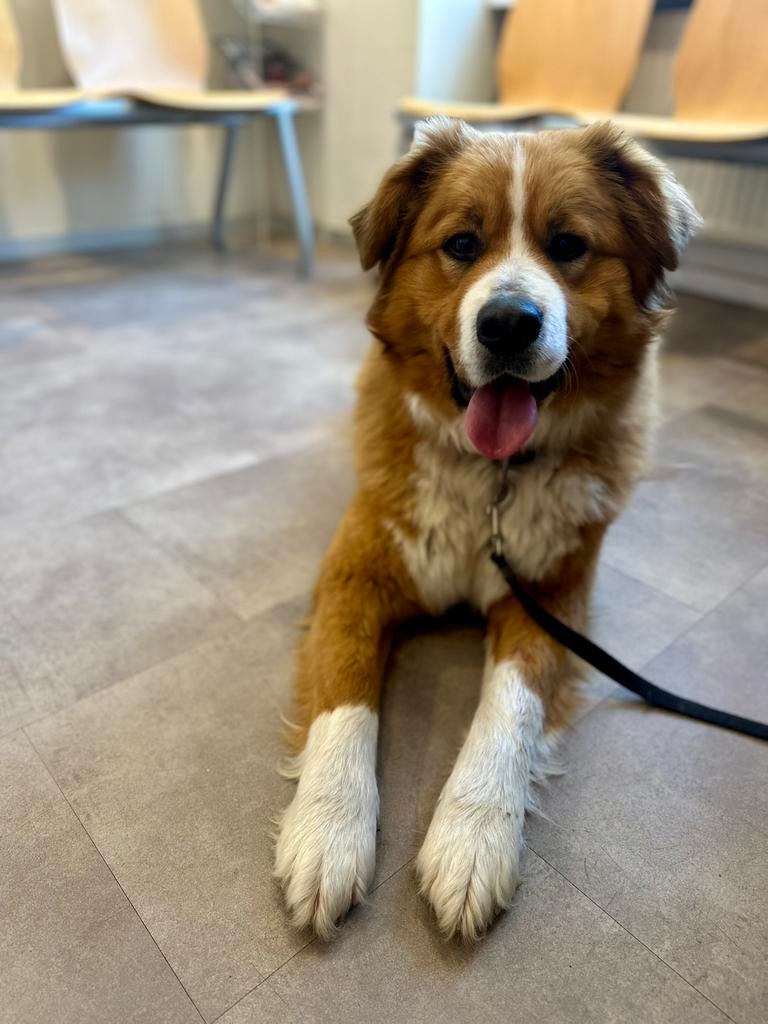 Berner Sennen kruising rode keeshond, Dieren en Toebehoren, Parvo, Keeshond, 1 tot 2 jaar, Teef