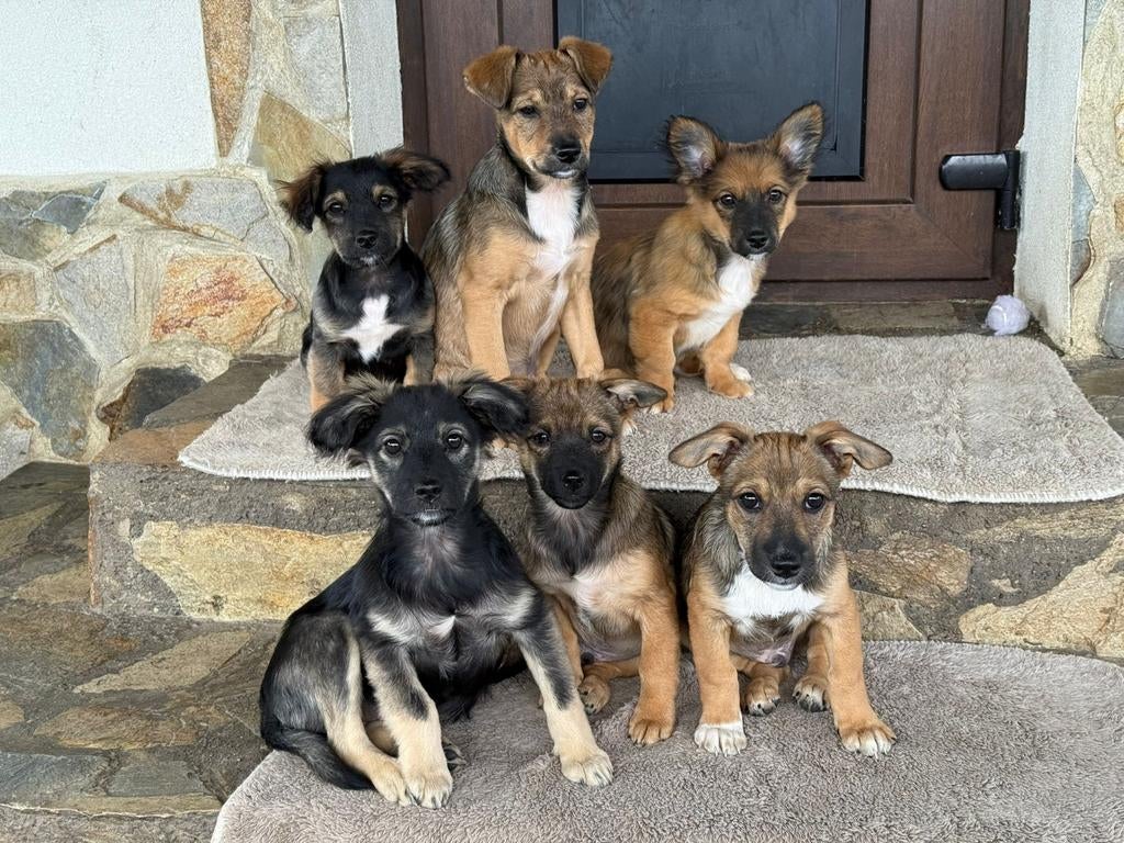 Puppys 4-5 maanden adoptie herplaatser, Dieren en Toebehoren, Honden | Niet-rashonden, Particulier, 15 weken tot 1 jaar, Buitenland