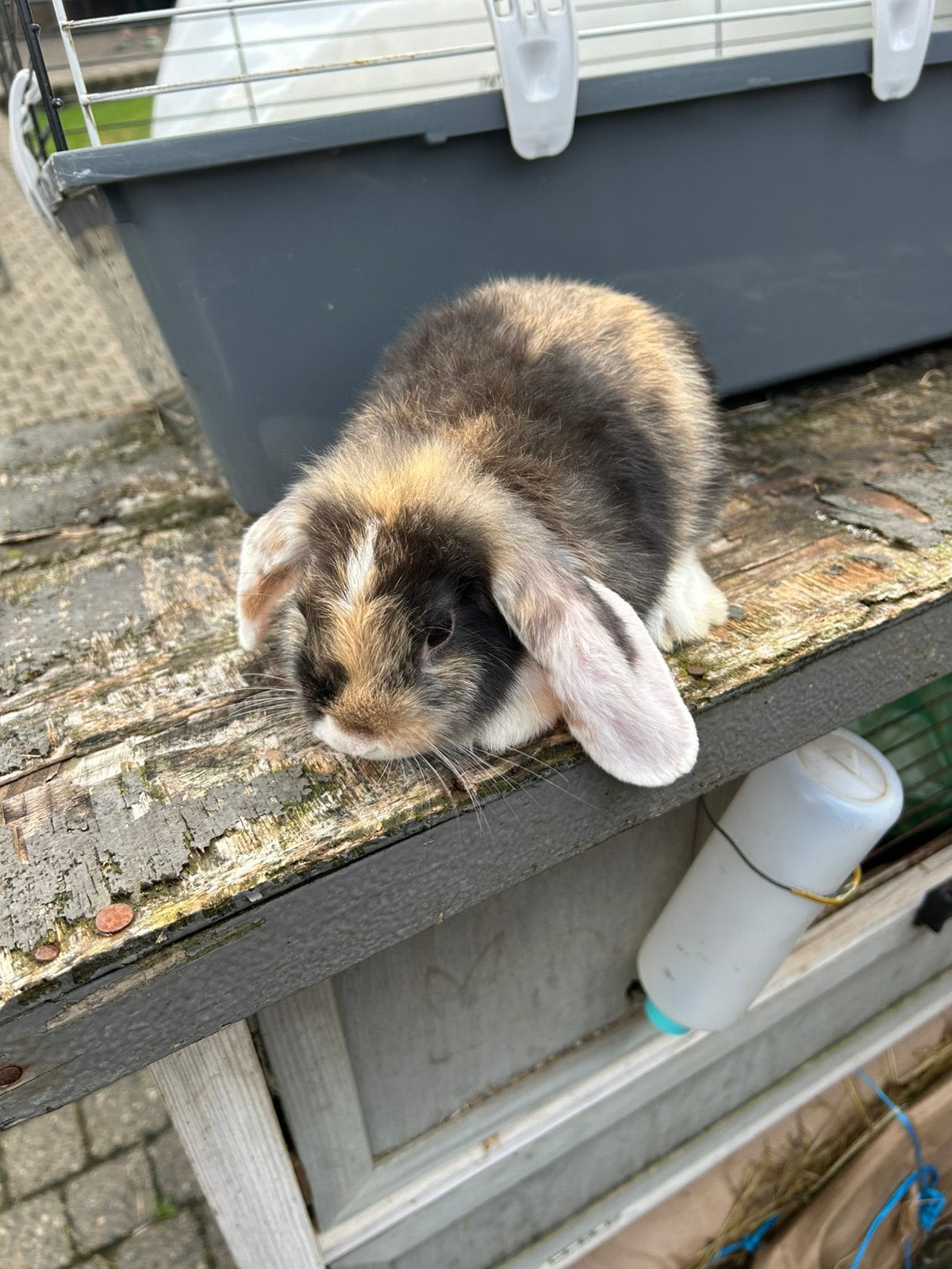 hangoortje en dwergvosje, Dieren en Toebehoren, Mannelijk, Dwerg, Hangoor, 0 tot 2 jaar