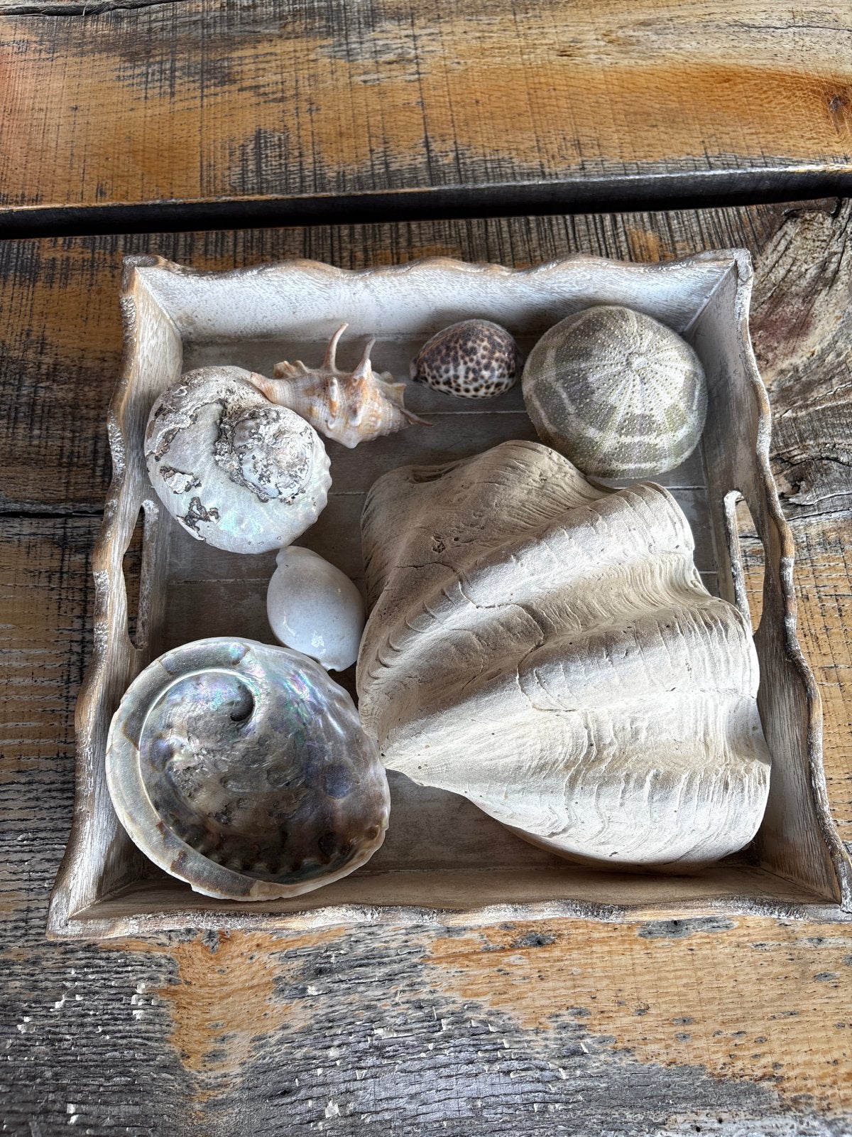 Decoratieve schelpen en zeesterren op dienblad, Ophalen, Zo goed als nieuw