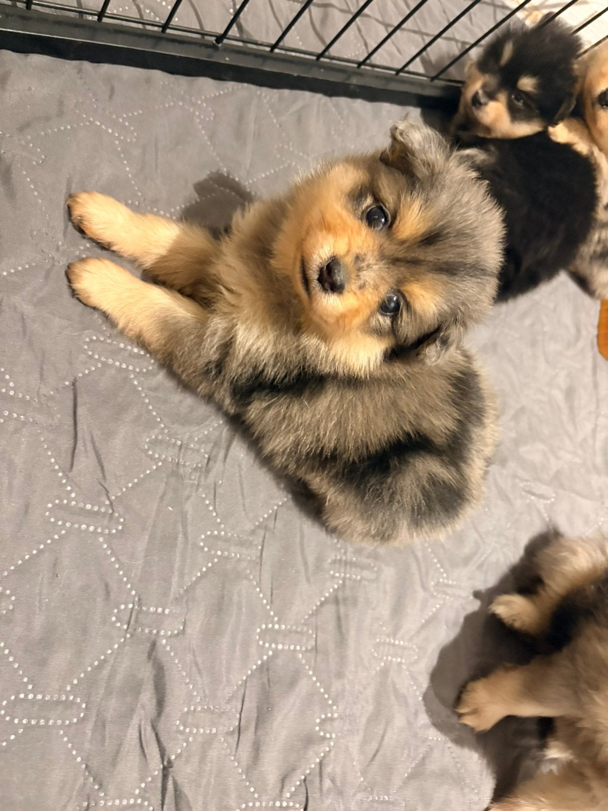 Pomeriaan pups merle tan, black tan, Overige rassen, 8 tot 15 weken, Meerdere, Meerdere dieren