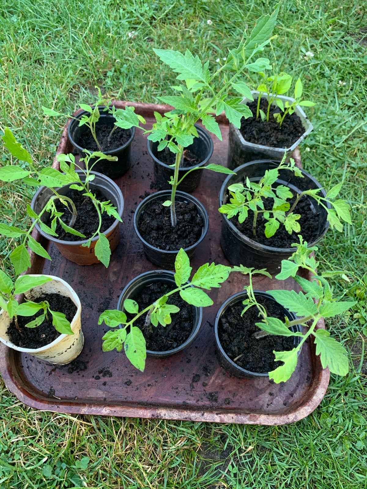 Tomaten-, paprika- en aubergineplantjes, Ophalen, Volle zon, Groenteplanten, Eenjarig