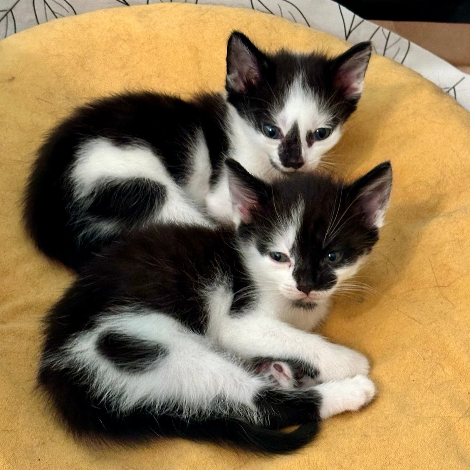 Lieve kittens!, Meerdere dieren, Kortharig, 0 tot 2 jaar