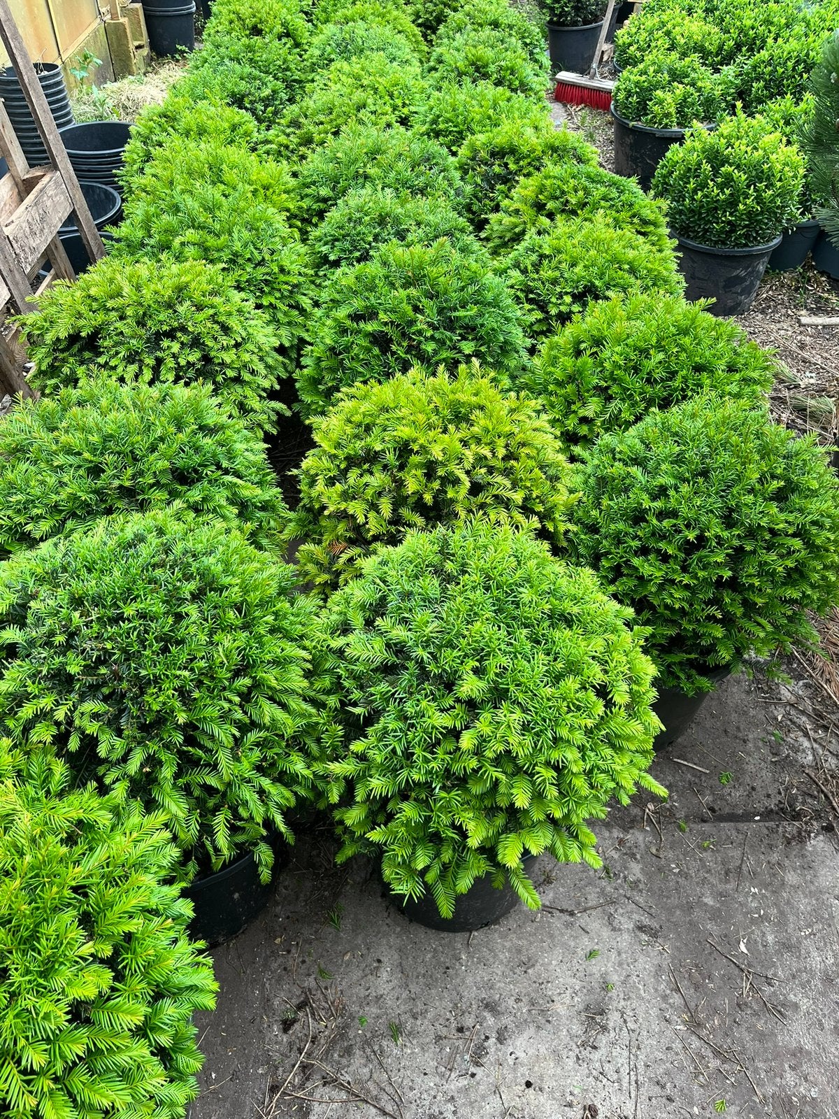 Foto 4 van Ilex bollen - Diverse andere soorten in bolvorm