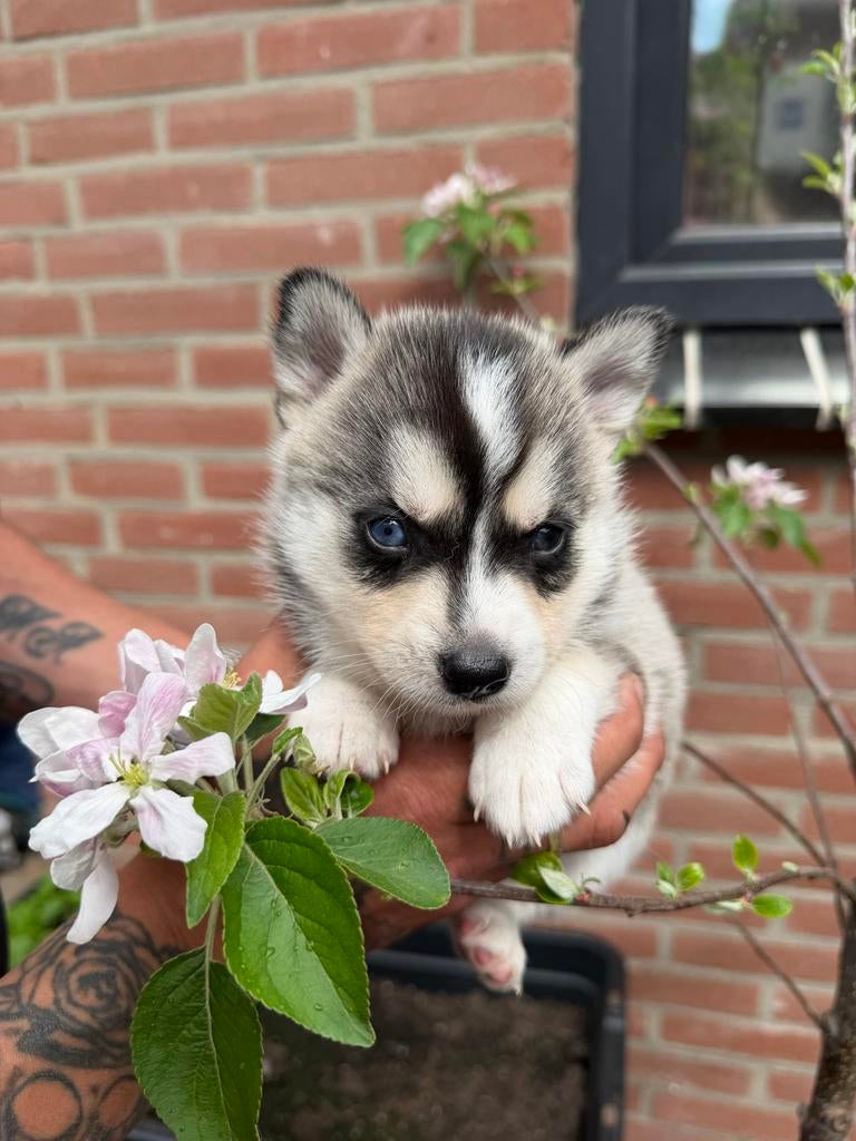 Pomsky pups, Dieren en Toebehoren, Honden | Poolhonden, Keeshonden en Oertypen, Overige rassen, 8 tot 15 weken, Meerdere, Meerdere dieren