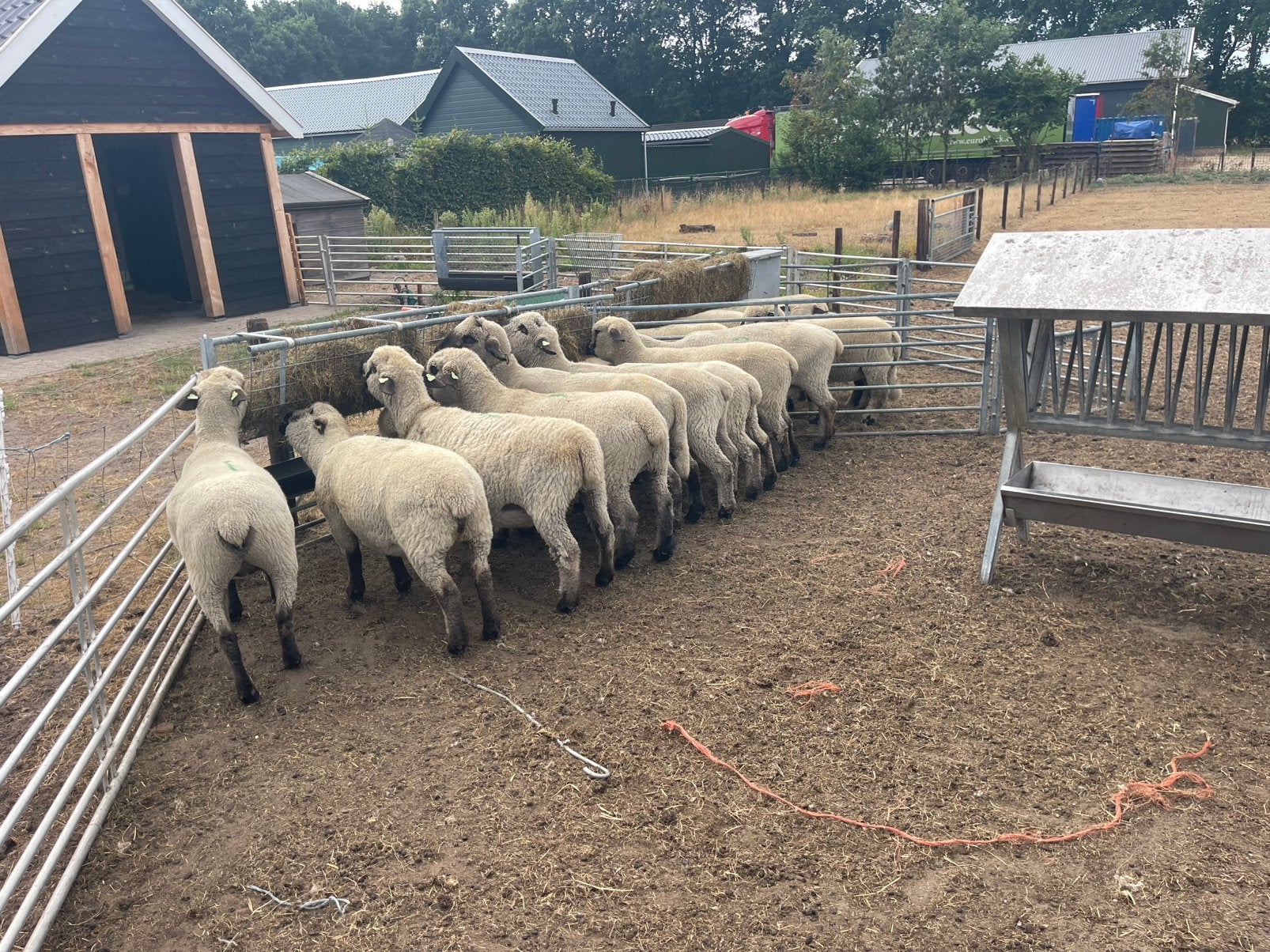 Originele Hampshire down schapen van top kwaliteit, Dieren en Toebehoren, Vrouwelijk, Schaap