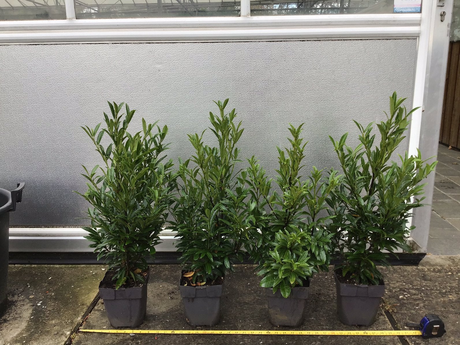 Prunus Laur. SOFIA, BUXSUVERVANGER OF MIDDELHOGE HAAG, Ophalen, Overige soorten