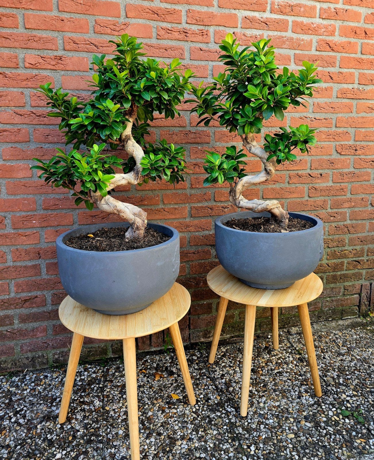 Twee prachtige Ficus Ginseng Bonsai boompjes, Overige soorten, Vaste plant, Ophalen of Verzenden, Bloeit niet