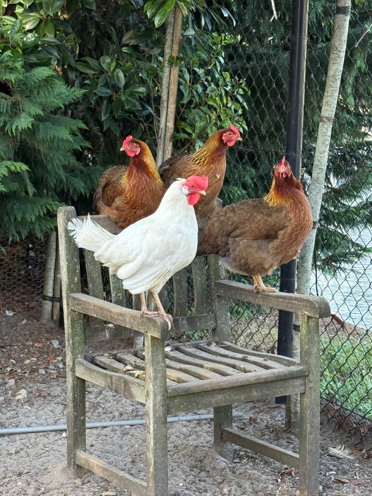 3 legkippen/leghennen. 30 weken oud. Goed aan de leg., Vrouwelijk, Kip