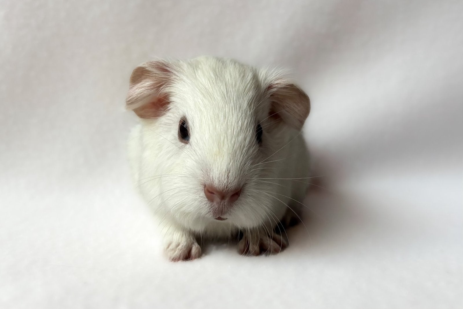 Witte gladhaar beer, Dieren en Toebehoren, Cavia, Mannelijk, Tam, September