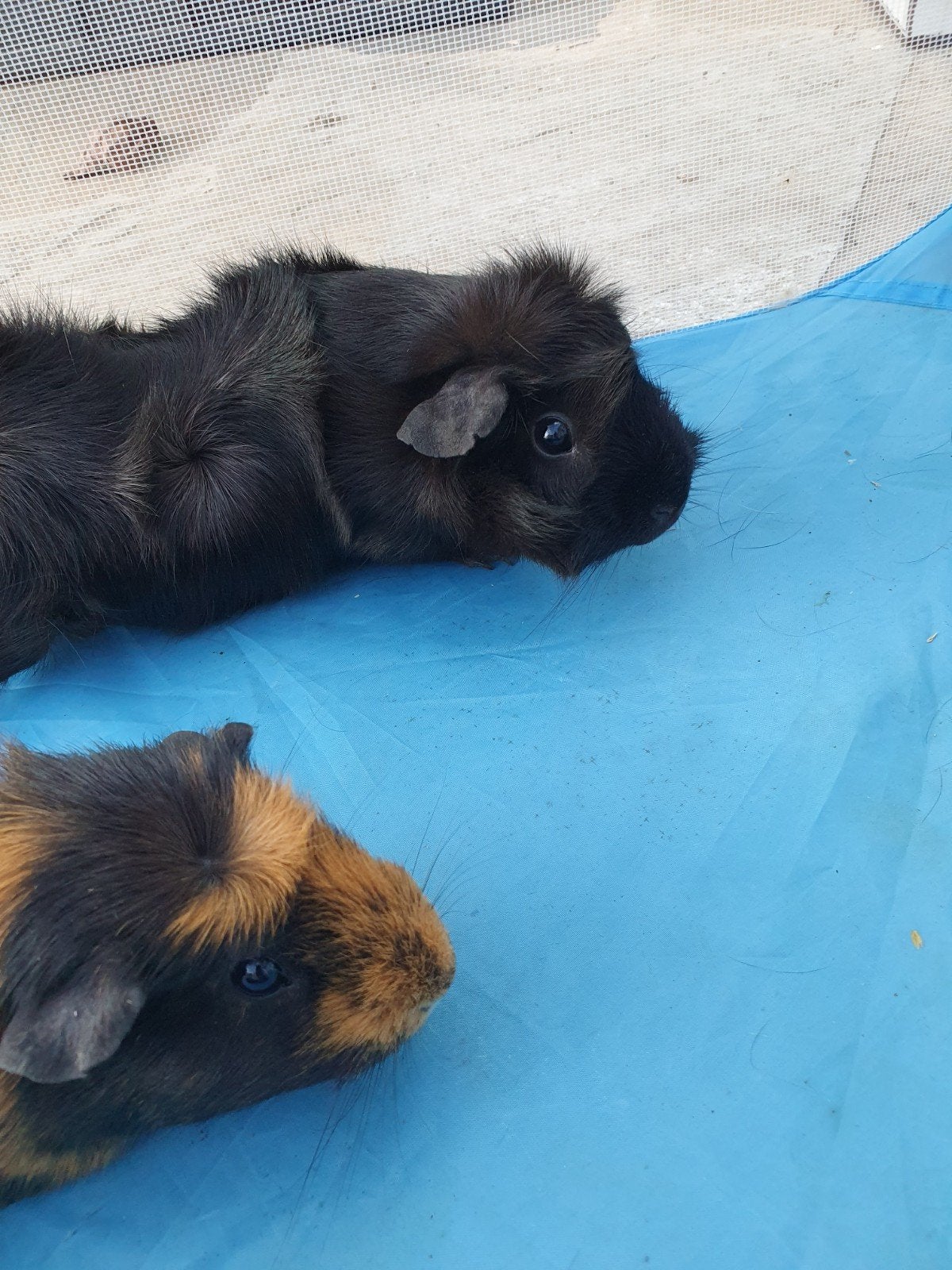 2 vrouwtjes cavia's, Dieren en Toebehoren, Cavia, Vrouwelijk, Tam, September