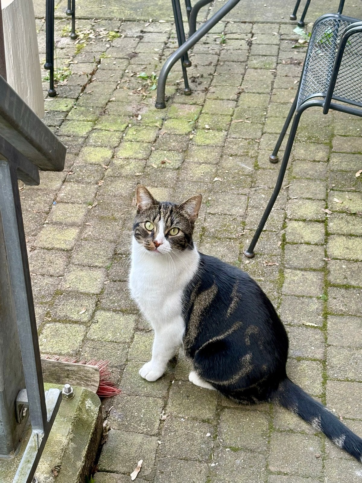 Lieve kater zoekt nieuw thuis, Kater, Kortharig, 0 tot 2 jaar