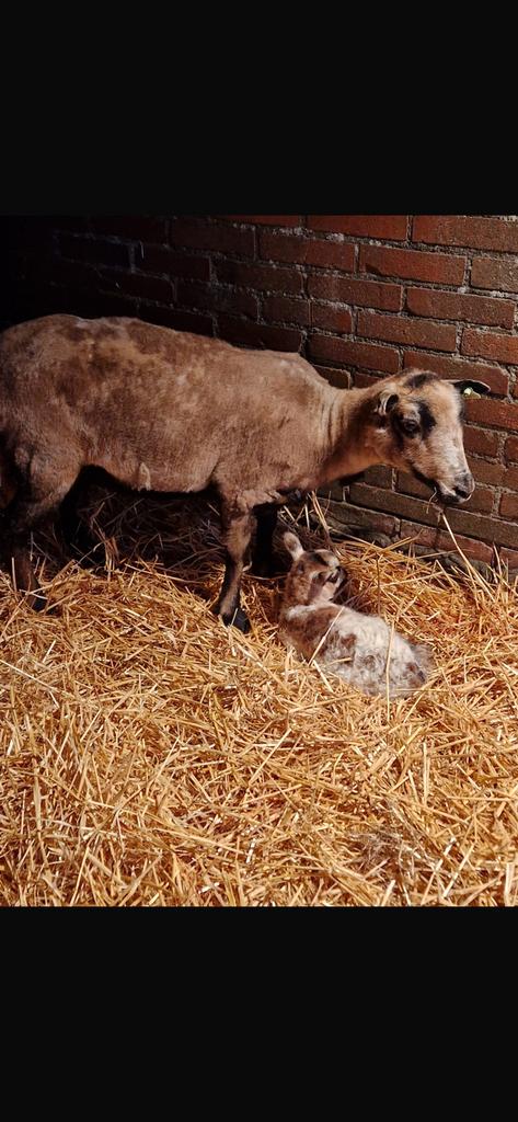 Badgerface welshmountain groepje, Dieren en Toebehoren, Schapen, Geiten en Varkens, Meerdere dieren, Schaap