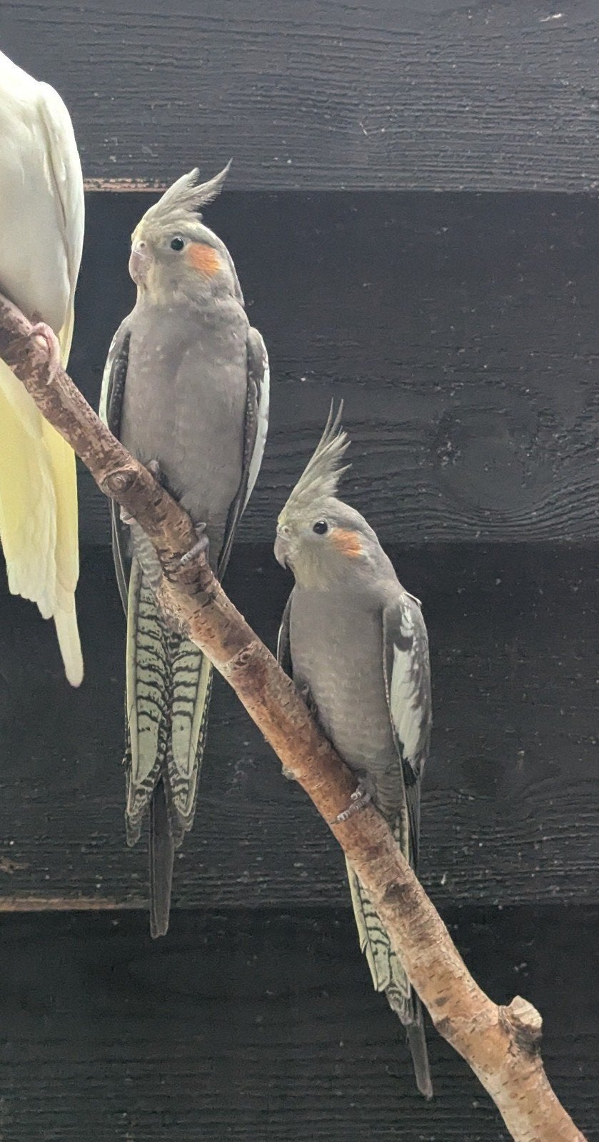 Jonge valkparkiet wildkleur, Geslacht onbekend