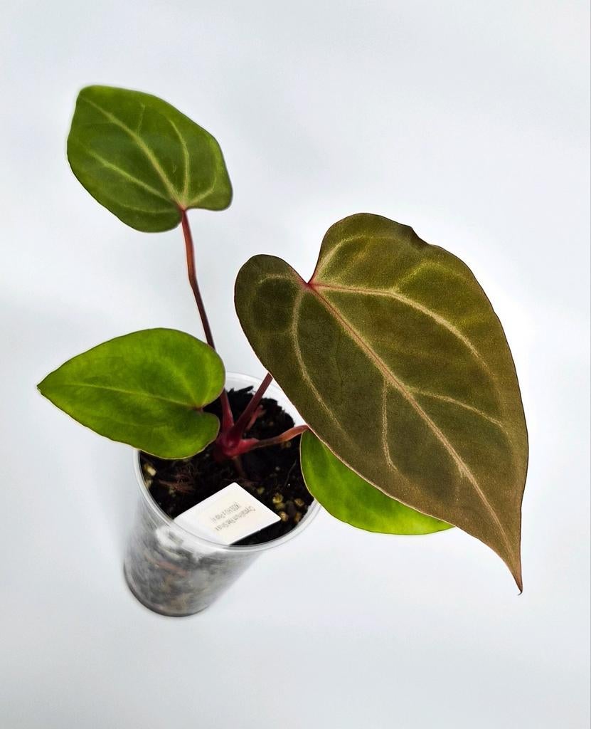 Anthurium Crystallinum Red Sinus x (KOS HU x Papillilaminum), Ophalen of Verzenden, Halfschaduw, Minder dan 100 cm