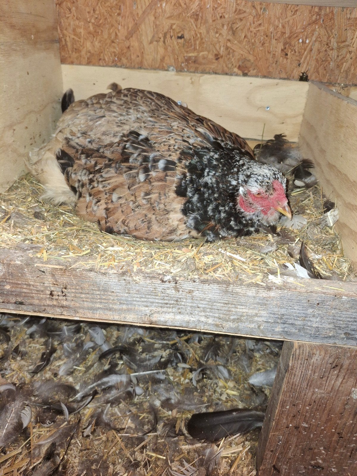 porselein brahma hen, Dieren en Toebehoren, Pluimvee, Overige soorten