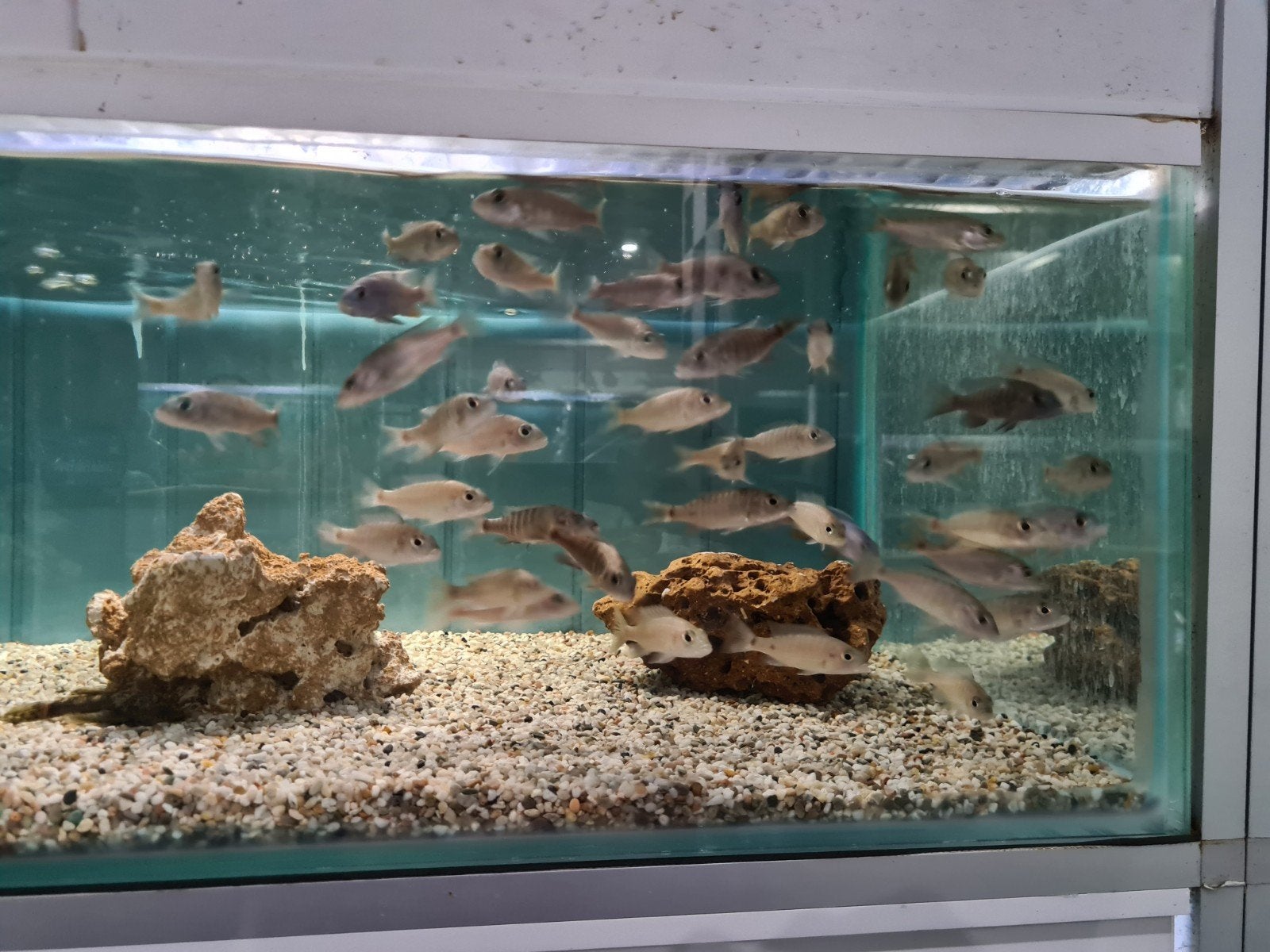 Sciaenochromis Freyeri Malawi Cichliden, Vis, Zoetwatervis