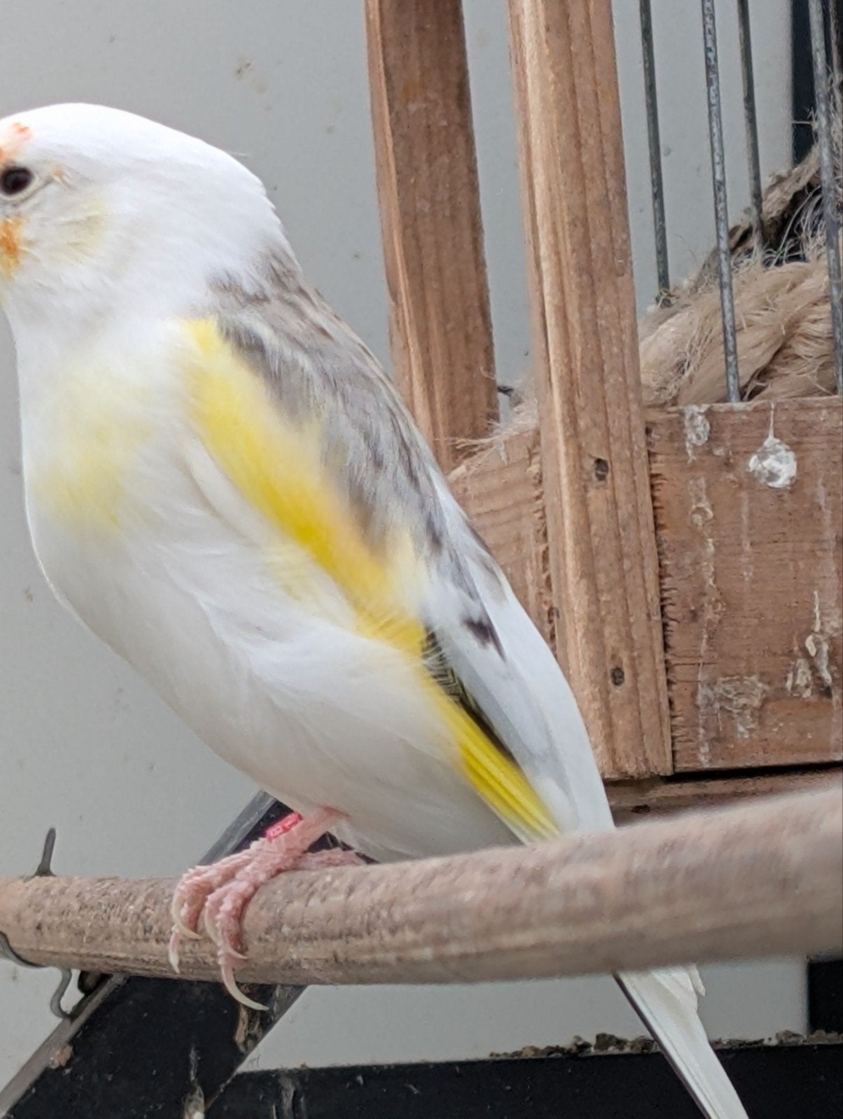 Major Putter man, Dieren en Toebehoren, Mannelijk, Wildzangvogel, Geringd