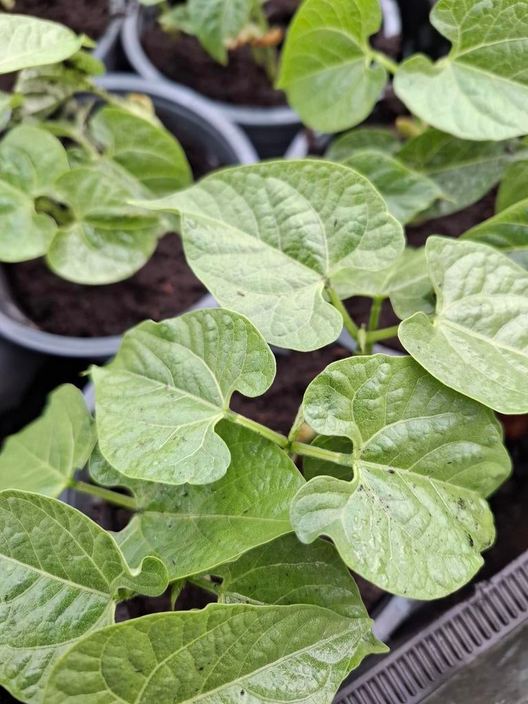 Bonenplanten sperziebonen, Ophalen, Eenjarig, Groenteplanten, Volle zon