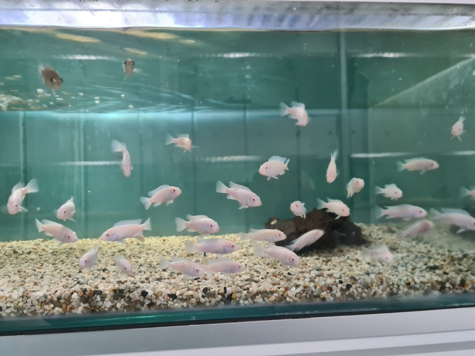 Pseudotropheus Socolofi Albino Malawi Cichliden, Dieren en Toebehoren, Vis, Zoetwatervis